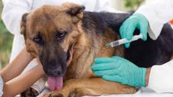 Lucio Priotti (Veterinario de la Municipalidad): 