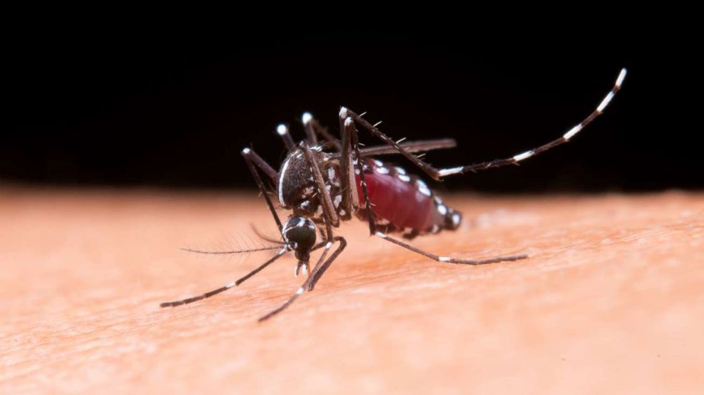Andrea Zalazar: se ha dado un descenso importante de casos de dengue