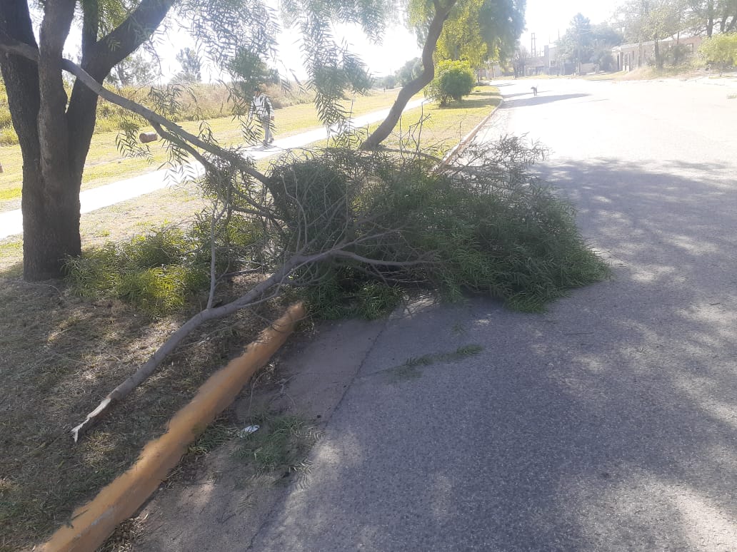 La Municipalidad informó los reclamos recibidos por vientos fuertes