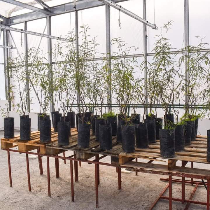 FIRMAN CONVENIO PARA LA ENTREGA DE 1800 ÁRBOLES DONADOS POR LA PROVINCIA 