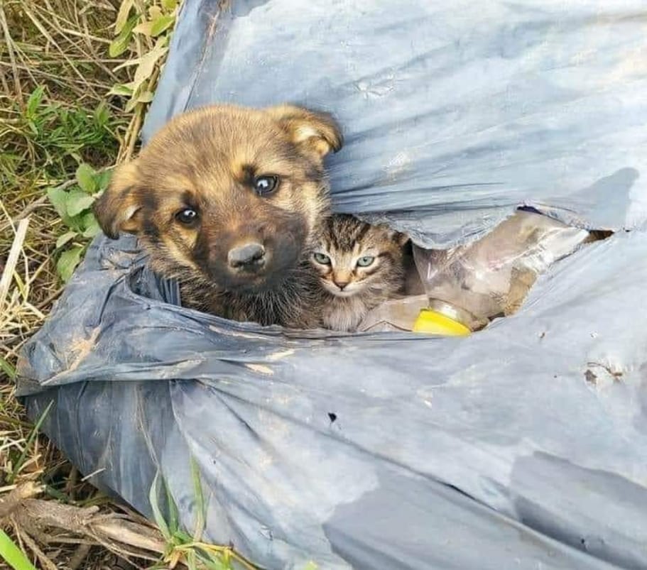 Aumenta el maltrato animal en Río Tercero y  el escrache social demuestra que ya no se tolera el daño gratuito hacia nadie