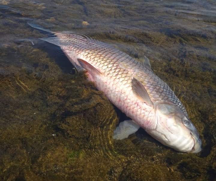 Darío Dichiara (Fundación Rio Ctalamuchita):