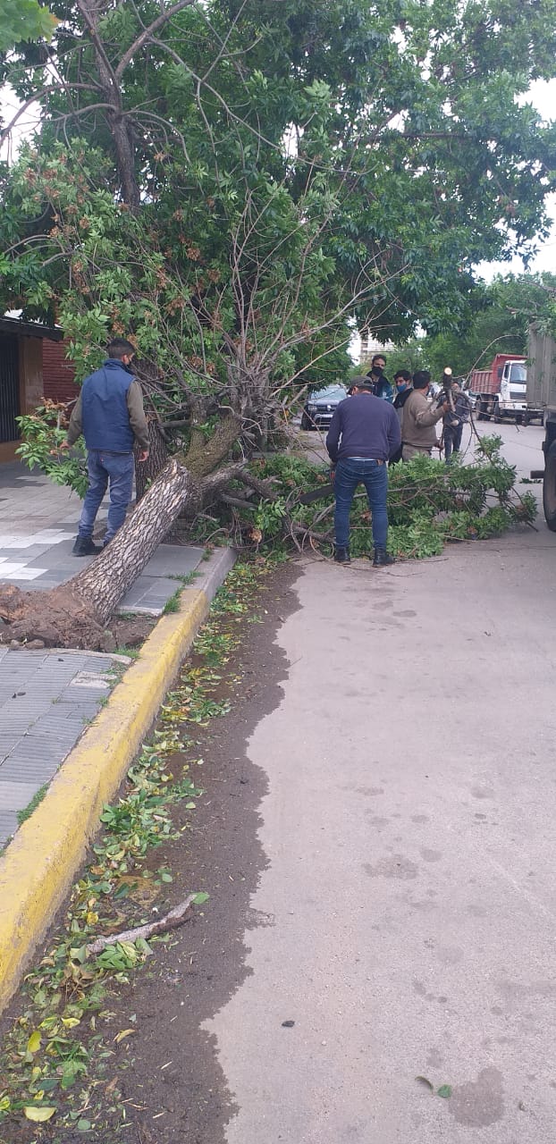 Diego Carinci (Director de Defensa Civil):“Fueron 20 plantas caídas o dañadas, plantas que se han caído gajos, 3 postes de madera, 3 cables caídas, la protección de una obra en construcción”