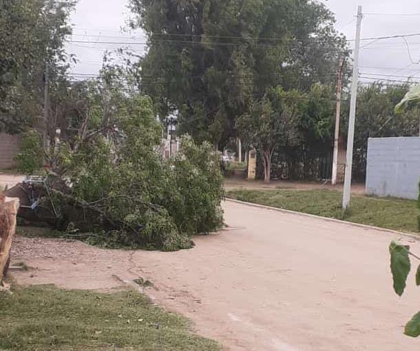 BOMBEROS TUVIERON VARIAS SALIDAS POR INCENDIOS Y CAÍDAS DE ÁRBOLES EN LA TARDE DE HOY