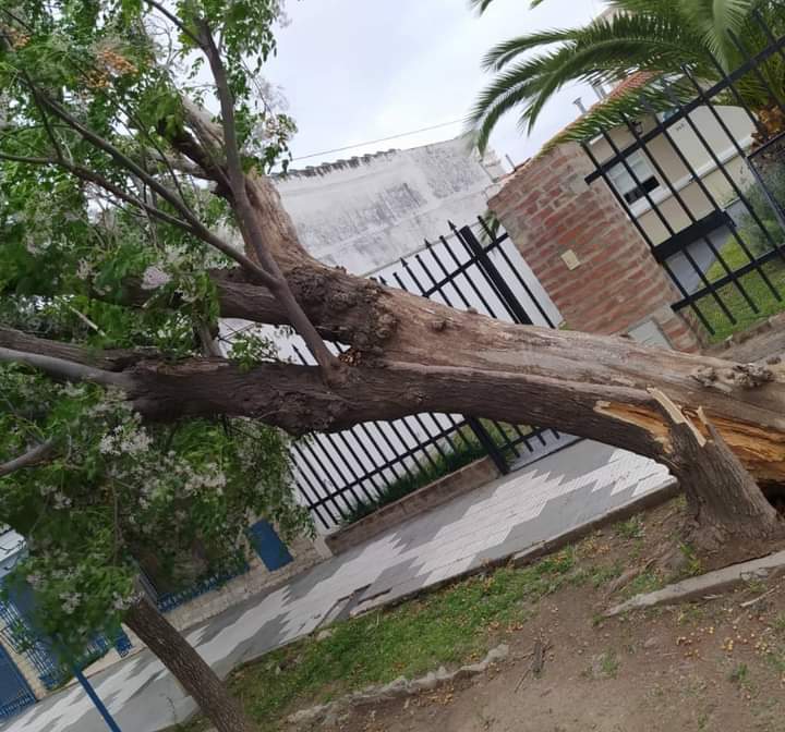 EL FUERTE VIENTO DE AYER PROVOCÓ DAÑOS EN LA CIUDAD