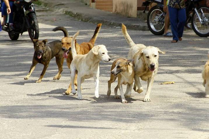 LUCIO PRIOTTI: UNA ORDENANZA DE CASTRACIÓN DEBE TENER RESPALDO CIENTÍFICO