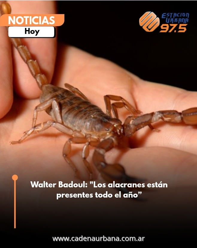 Walter Badoul: Los alacranes están presentes todo el año