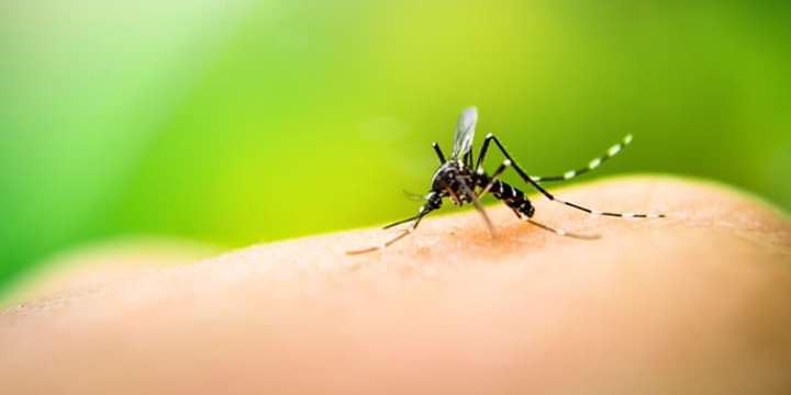 Villa General Belgrano: se confirm&oacute; el primer caso de Dengue