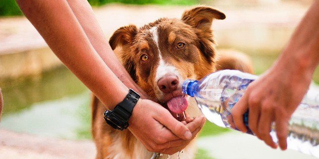 LUCIO PRIOTTI: HAY QUE TENER PRECAUCIÓN PARA EVITAR GOLPES DE CALOR EN PERROS