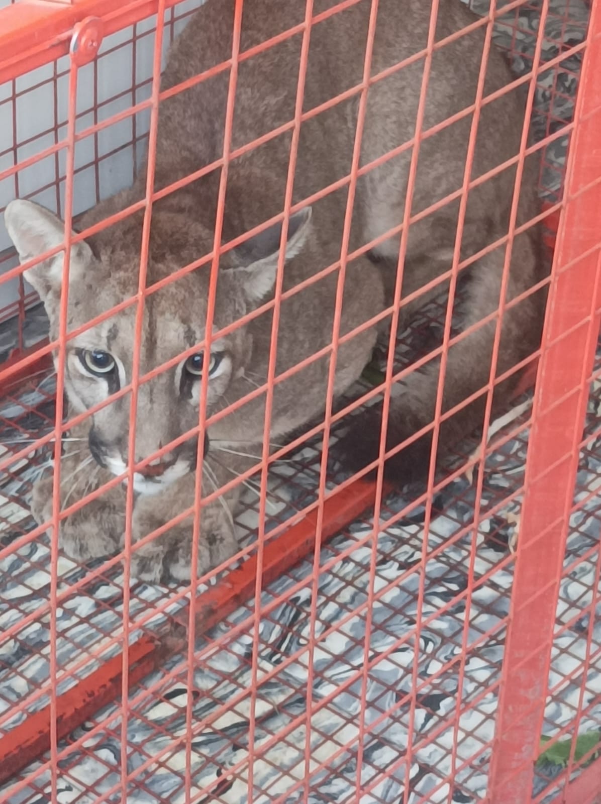 RESCATAN A PUMA EN BARRIO CASTAGNINO 