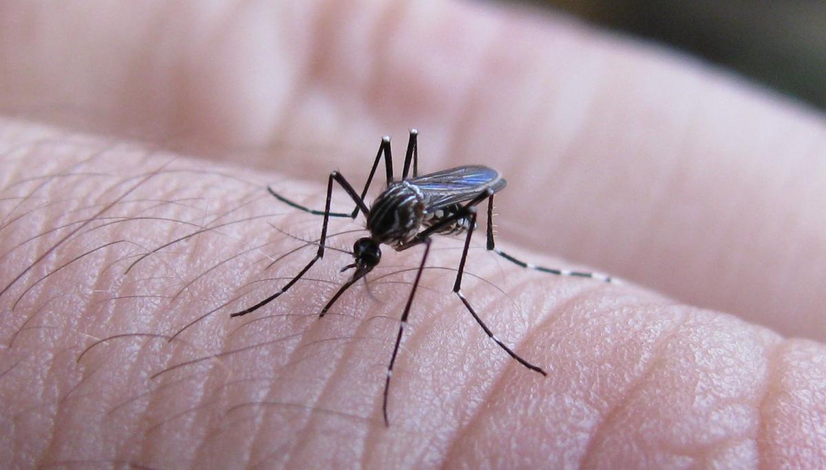 SE DETECTÓ UN NUEVO CASO POSITIVO DE DENGUE EN LA CIUDAD