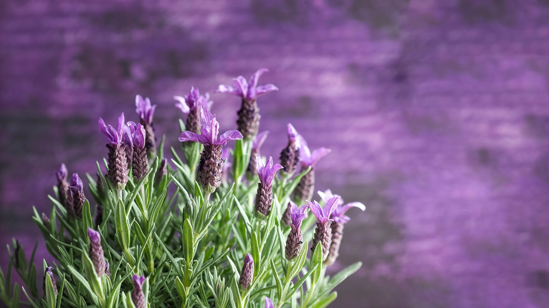 ¿CUÁLES SON LAS PLANTAS QUE AYUDAN A AHUYENTAR A LOS MOSQUITOS?