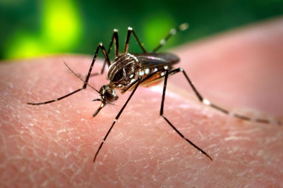 SE DETECTÓ UN CASO POSITIVO DE DENGUE EN BARRIO CERINO 