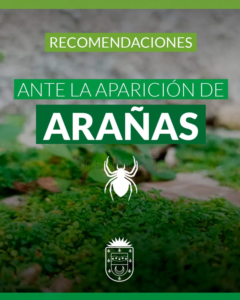 CONOCÉ LAS RECOMENDACIONES ANTE LA APARICIÓN DE ARAÑAS