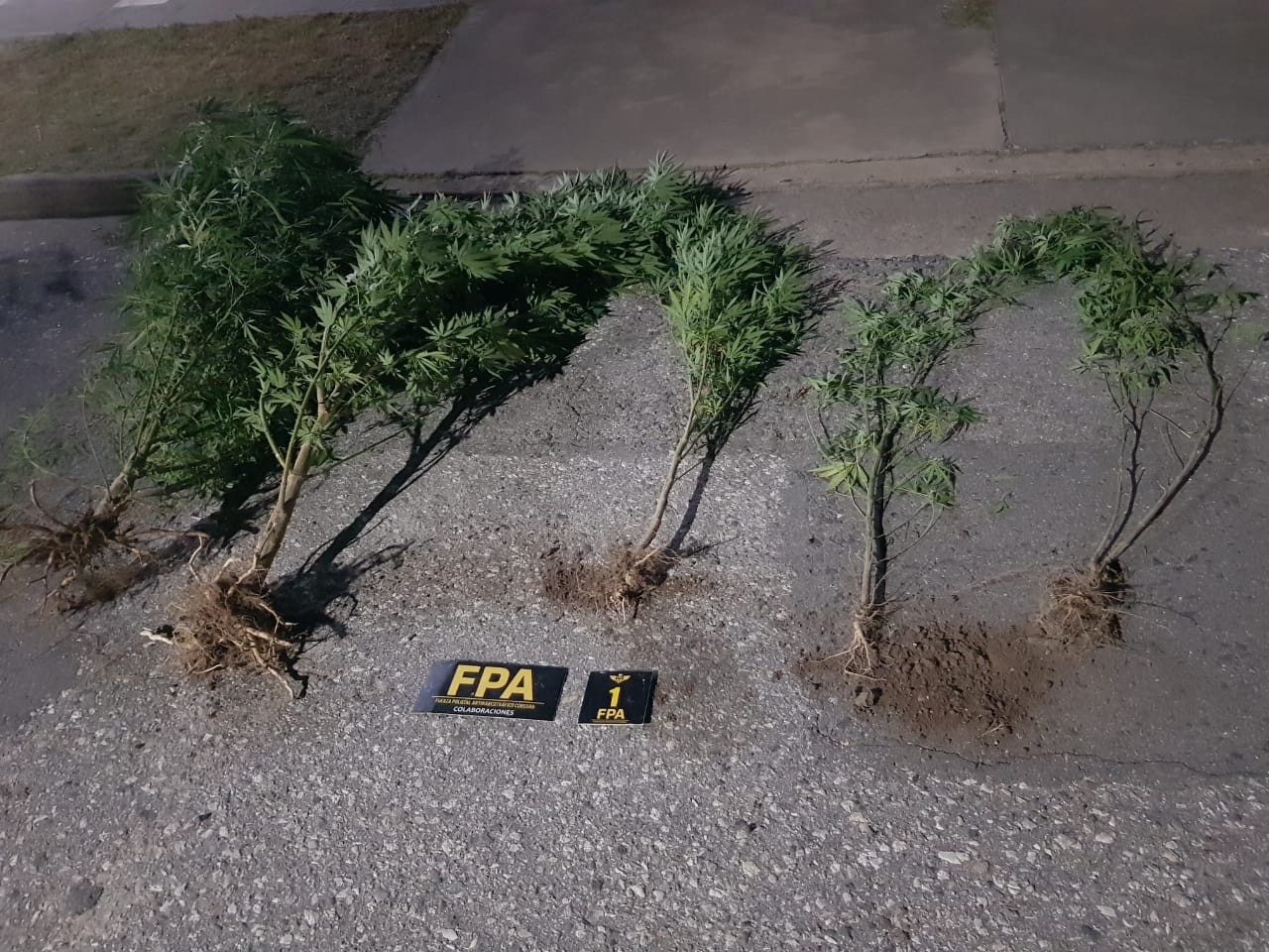 PARTE POLICIAL: JOVEN ENTREGÓ PLANTAS DE CANABIS SATIVA QUE ERA DE UN FAMILIAR 
