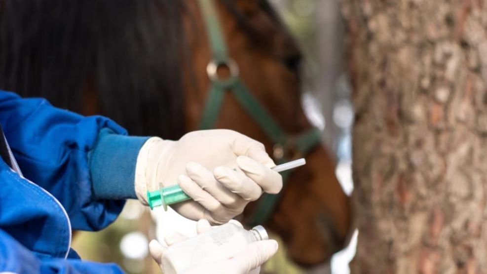 DARÍO DEMÍN: LOS CRIADORES DE CABALLOS ESTÁN VACUNANDO A SUS ANIMALES