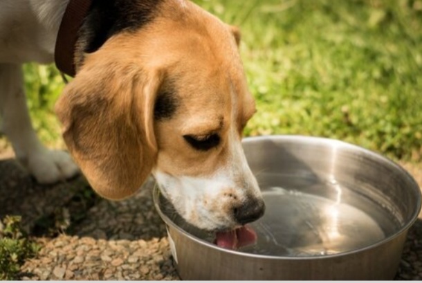 Recomendaciones para el bienestar de las mascotas en verano