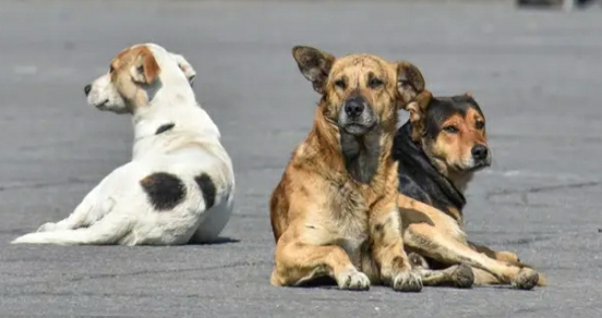 Hermes Mari: Este año nos enfocamos en castrar más perros callejeros para reducir la población