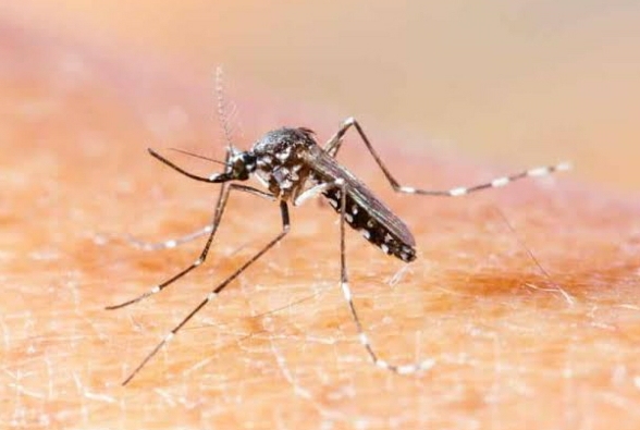 DENGUE, ZIKA Y CHIKUNGUNYA: LA MEDICA MARTA SANTI HABLÓ DE LA IMPORTANCIA DE LA PREVENCIÓN