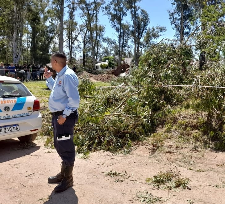 COMENZARON A EXTRAER EUCALIPTUS EN BARRIO MARÍN MAROTO Y FUERON CLAUSURADAS LAS TAREAS