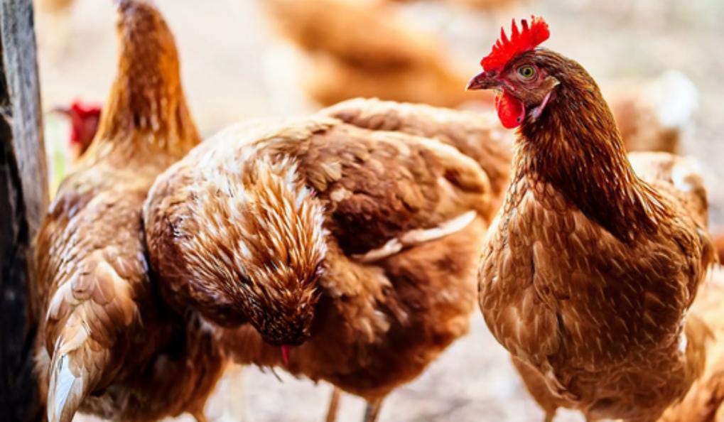 VICENTE REAPIDCOVA: LA GRIPE AVIAR NO SE CONTAGIA POR EL CONSUMO DE HUEVOS O CARNE DE AVES