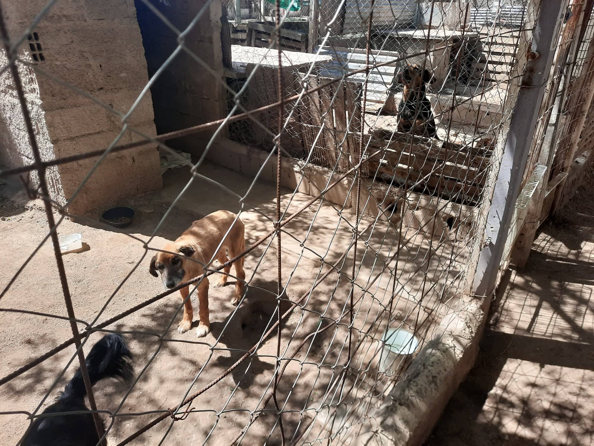 CARLISI: LA SITUACIÓN DEL REFUGIO ES CRÍTICA  Y LOS PERRITOS SÓLO COMEN UNA VEZ AL DÍA