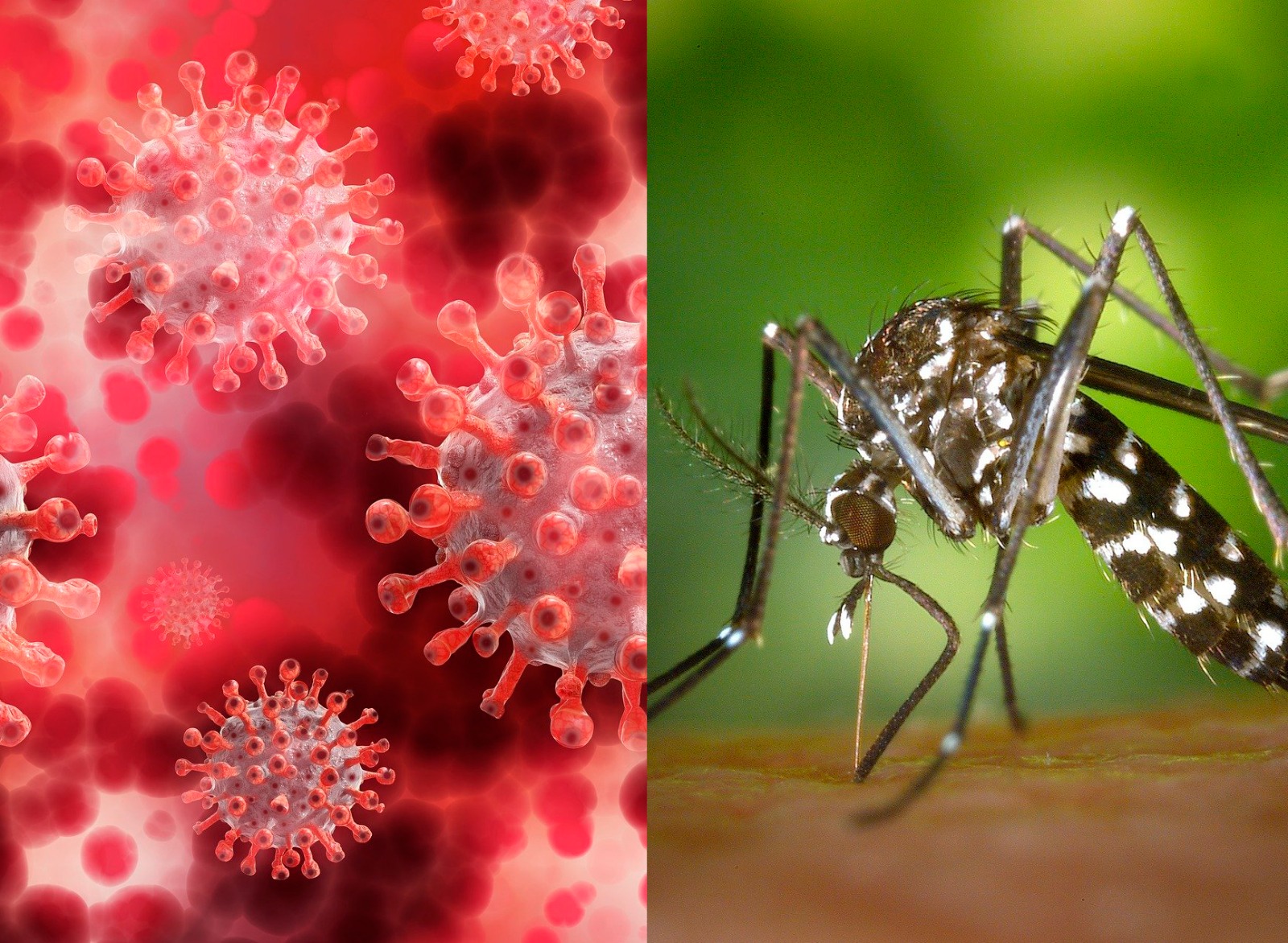 DOS NUEVOS CASOS SOSPECHOSOS DE DENGUE Y 12 CASOS DE COVID