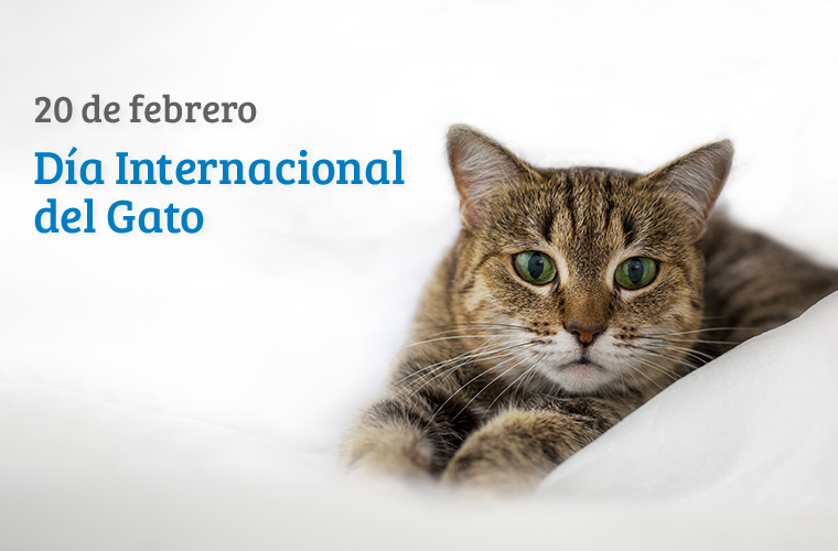 EN EL DÍA INTERNACIONAL DEL GATO HABLAMOS CON EL VETERINARIO JUAN GODOY