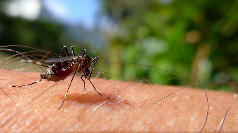 NUEVO CASO POSITIVO DE DENGUE AUTÓCTONO EN BARRIO MONTEGRANDE