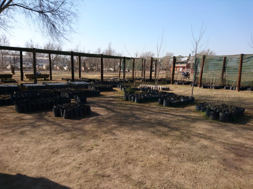 El Vivero Municipal est&aacute; entregando &Aacute;rboles a los vecinos