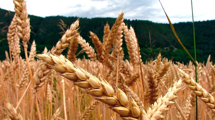  El trigo alcanzó su precio más alto en 14 años