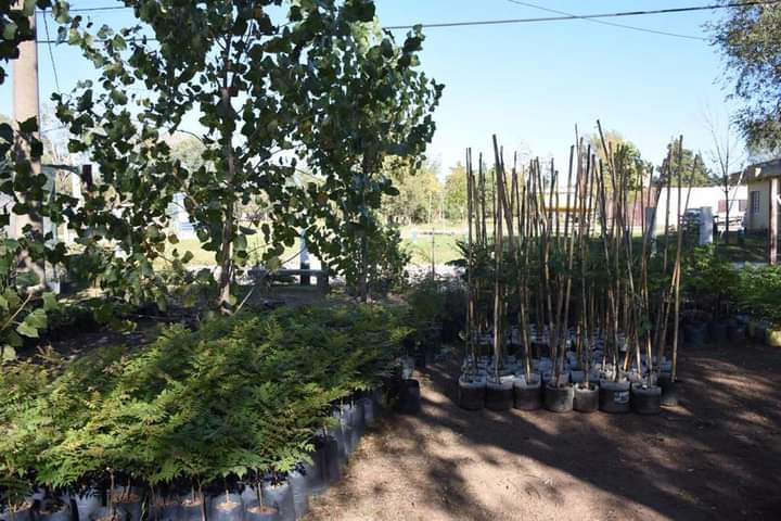 PERSONAL DEL VIVERO MUNICIPAL DESARROLLA PLAN DE ORNAMENTACIÓN Y FORESTACIÓN DE ESPACIOS VERDES