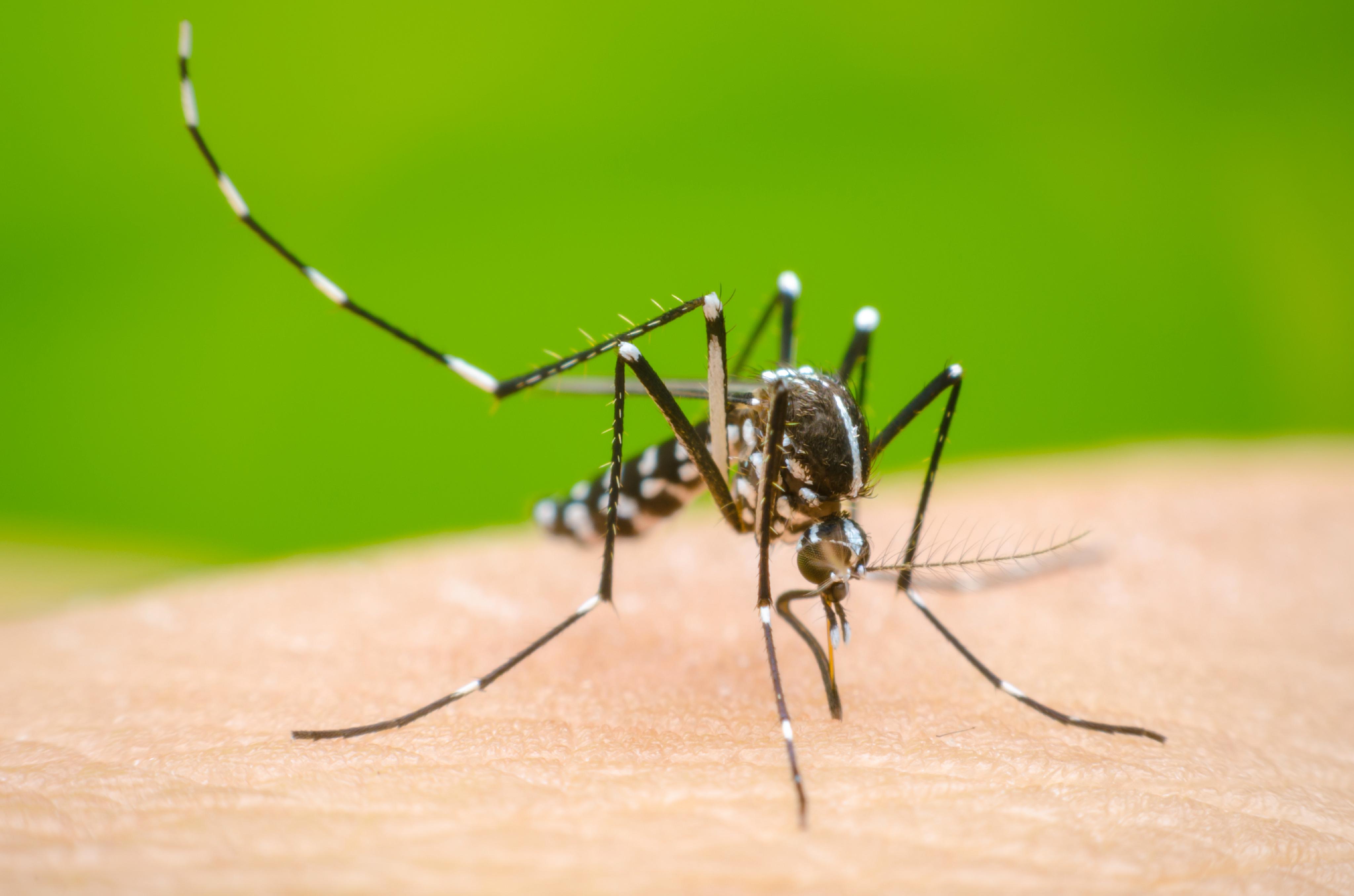 Duilio Olivatto: siguen aumentando los casos de dengue pero no revisten gravedad