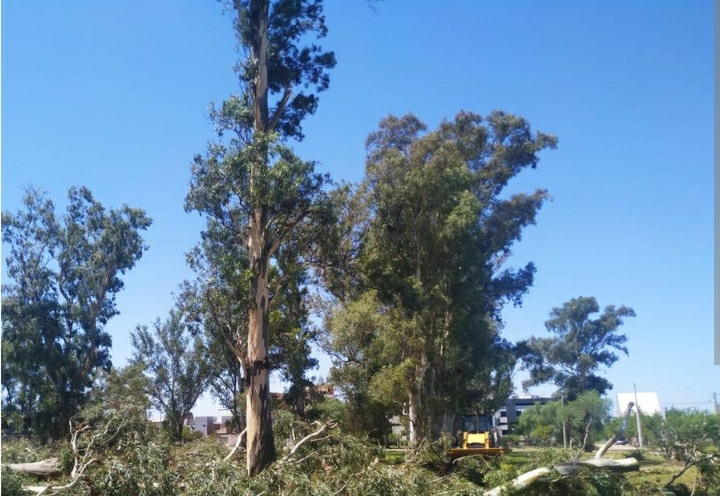 A partir de mañana lunes se realizará la extracción de 110 eucaliptus de un loteo privado que fue autorizado por la provincia 
