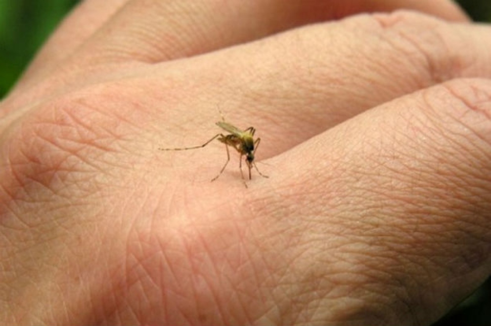 Salud confirmó 8.629 nuevos casos en Córdoba de dengue en la última semana