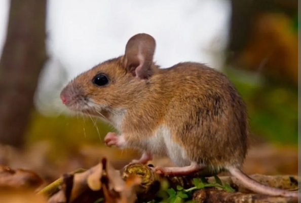 Hantavirus: Prevención y recomendaciones