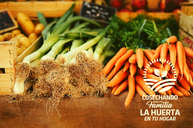 Huerta en tu hogar: la primera etapa cerr&oacute; con 80 mil pedidos de semillas