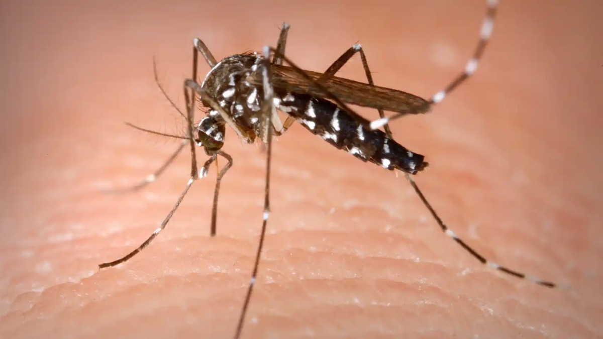 PAULUS: ESTAMOS PREPARADOS PARA ACTUAR SI APARECEN CASOS DE DENGUE