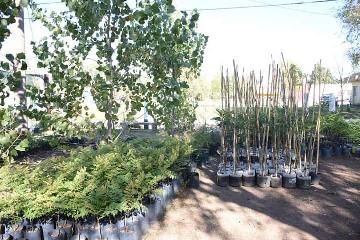 EL VIVERO MUNICIPAL CON UNA IMPORTANTE PRODUCCIÓN Y GRAN CANTIDAD DE ACTIVIDADES
