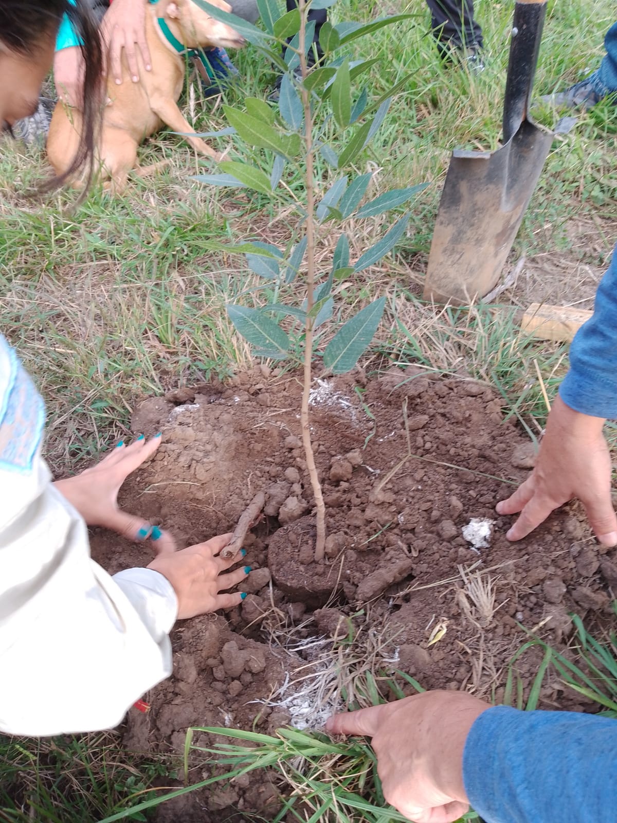 SE REALIZÓ EL PASADO SÁBADO LA SEGUNDA JORNADA DE PLANTACIÓN DE ÁRBOLES EN EL PREDIO DE FABRICACIONES MILITARES 