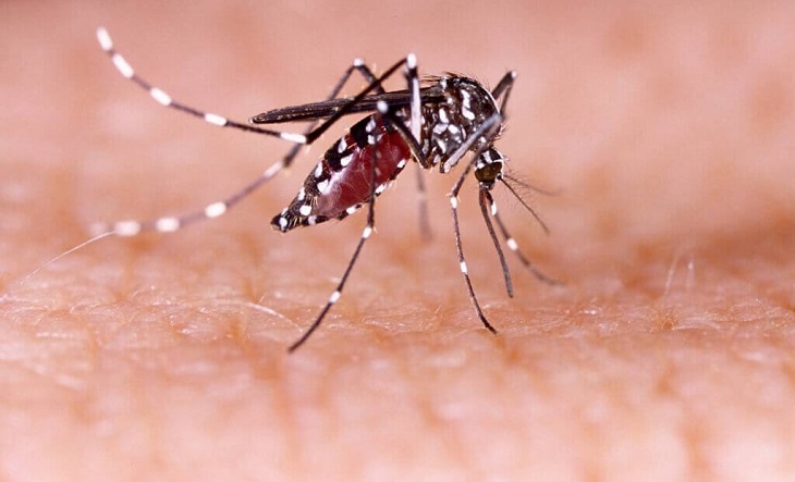 La ANMAT aprobó el uso de la vacuna del laboratorio Takeda contra el dengue