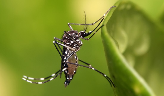 Rafael Prado: se colocarán 30 trampas en la ciudad para monitorear el Aedes Aegypti