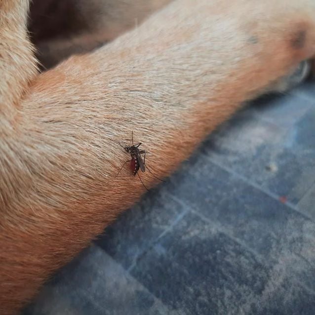 Juan Godoy: a perros y gatos pueden picarlos los mosquitos pero no desarrollan dengue
