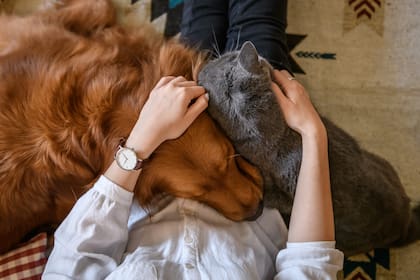 Día del Animal: una jornada para reflexionar sobre el amor y el respeto hacia todas las especies