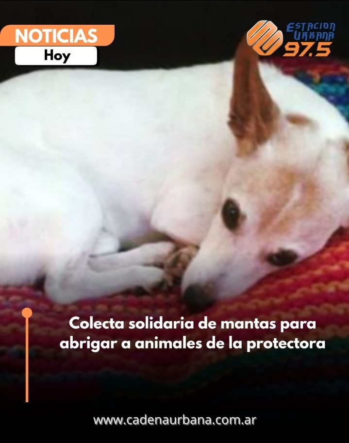 Colecta solidaria de mantas para abrigar a animales de la protectora