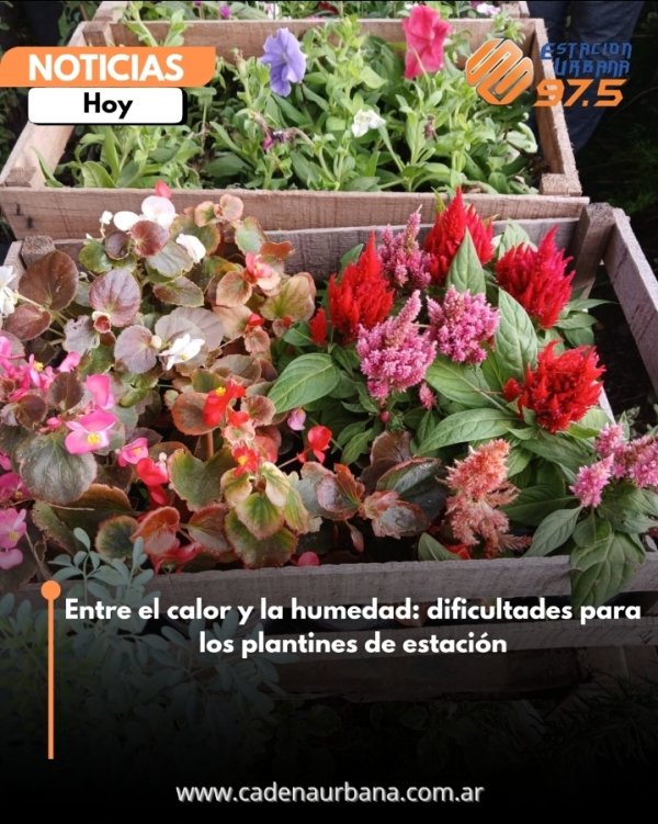 Entre el calor y la humedad: dificultades para los plantines de estaci&oacute;n