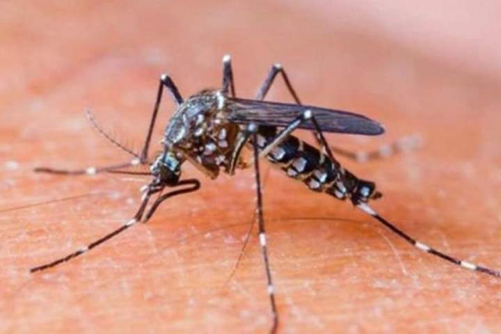 Dengue: se registraron 327 casos nuevos