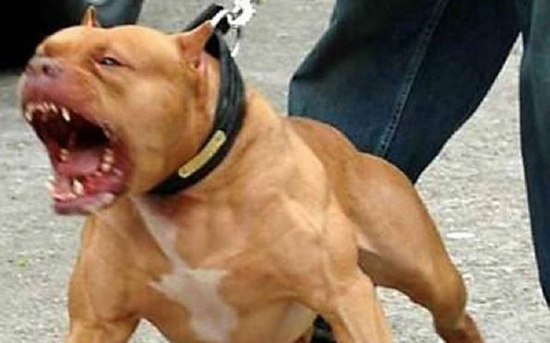 PERROS POTENCIALMENTE PELIGROSOS: A LA ESPERA DE LA REGLAMENTACIÓN DE LA LEY PROVINCIAL