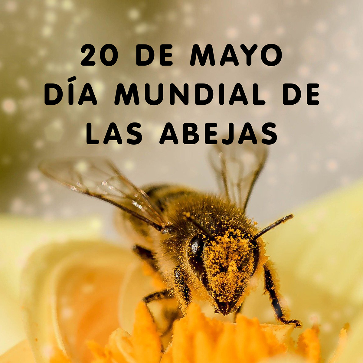 Gabriel Dutto: como sociedad las abejas son perfectas y tenemos que aprender mucho de ellas