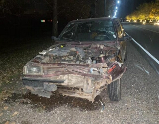 Parte policial: Una mujer colisionó contra un chancho camino a Villa Ascasubi 